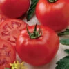 Better Boy Hybrid Tomato