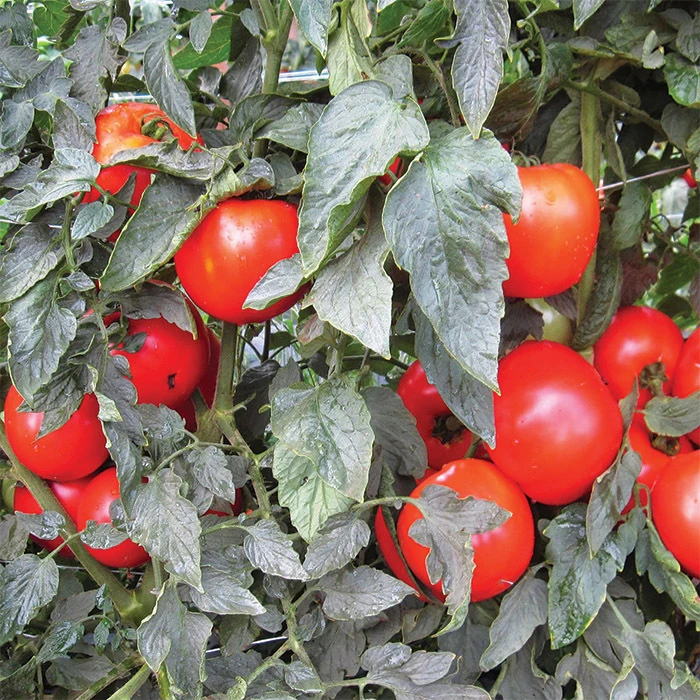 Mountain Merit Hybrid Tomato 1 Mountain Merit Hybrid Tomato