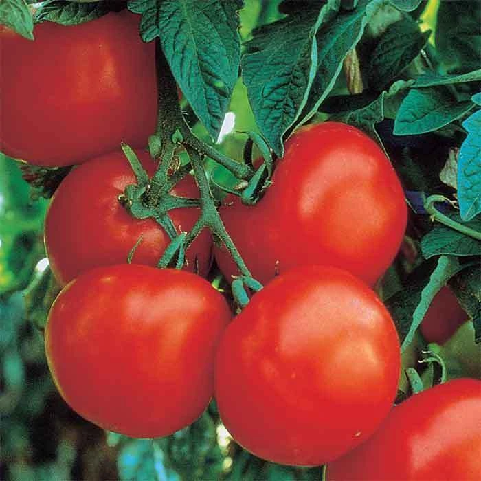 Ultimate Opener Hybrid Tomato 1 Ultimate Opener Hybrid Tomato