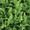 Wildfire® Arugula