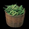 Roma II Italian Bush Bean