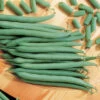 Top Crop Bush Bean
