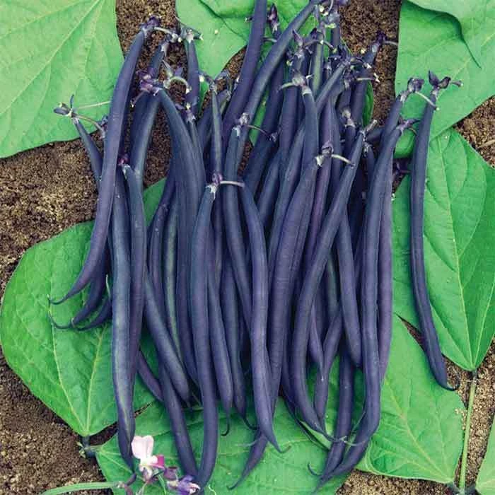 Velour Purple French Bush Bean 1 Velour Purple French Bush Bean