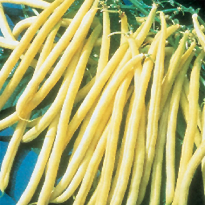 Rocdor Yellow Wax Bush Bean 1 Rocdor Yellow Wax Bush Bean