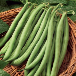 Blue Lake Fm1 Pole Bean