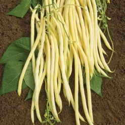 Monte Gusto Pole Bean