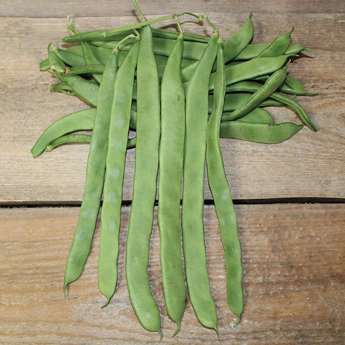 Hilda Romano Pole Bean 1 Hilda Romano Pole Bean