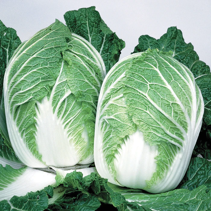 China Express Hybrid Chinese Cabbage 1 China Express Hybrid Chinese Cabbage