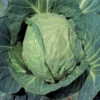 Danish Ballhead Cabbage