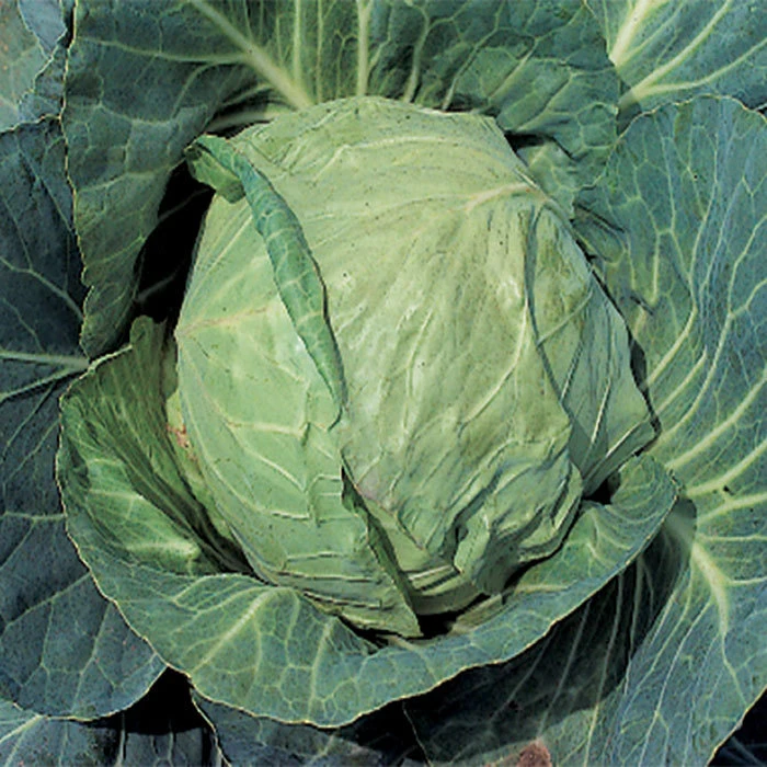 Danish Ballhead Cabbage 1 Danish Ballhead Cabbage