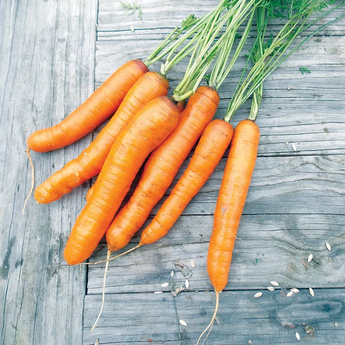 Barracuda Hybrid Carrot 1 Barracuda Hybrid Carrot