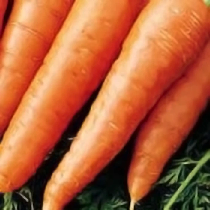 Red Cored Chantenay Carrot 1 Red Cored Chantenay Carrot