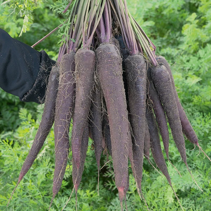 Purple Sun Hybrid Carrot 1 Purple Sun Hybrid Carrot
