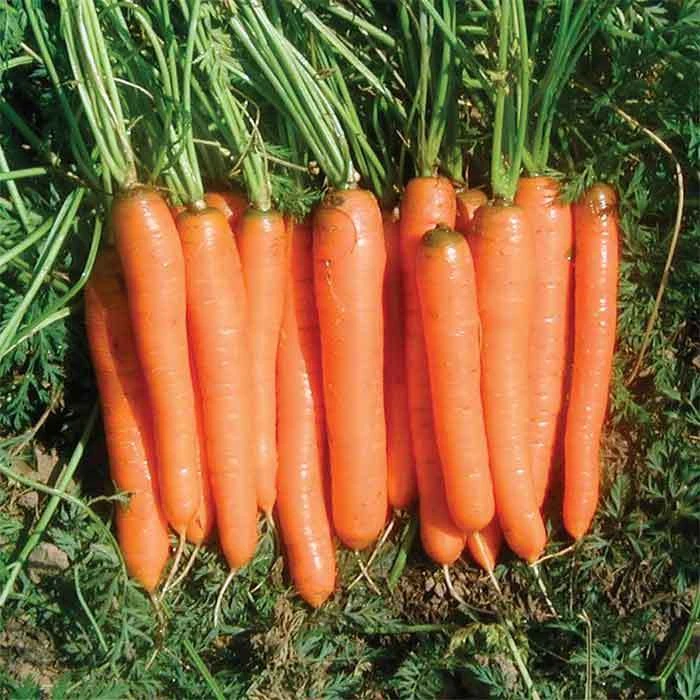 Yaya Hybrid Carrot 1 Yaya Hybrid Carrot