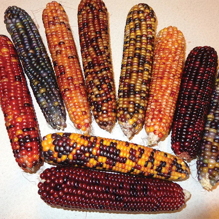 Calico Ornamental Popcorn 1 Calico Ornamental Popcorn