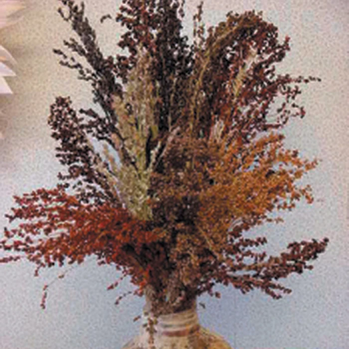 Colored Broom Ornamental Corn 1 Colored Broom Ornamental Corn