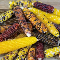 Miniature Rainbow Popcorn