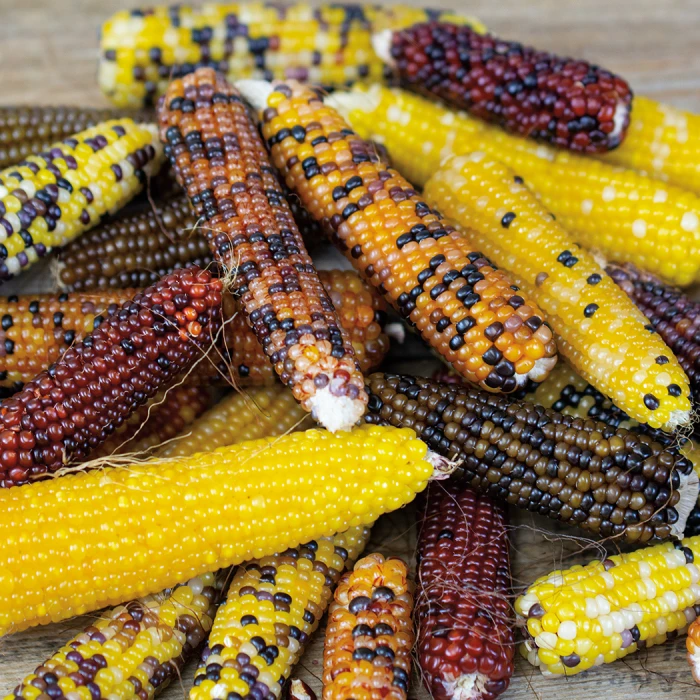 Miniature Rainbow Popcorn 1 Miniature Rainbow Popcorn