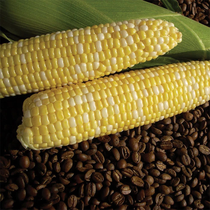 Cuppa Joe Bicolor Hybrid Sweet Corn 1 Cuppa Joe Bicolor Hybrid Sweet Corn