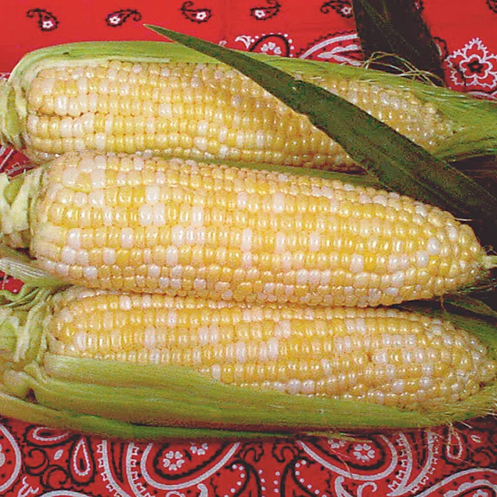 Luscious Bicolor Hybrid Sweet Corn 1 Luscious Bicolor Hybrid Sweet Corn