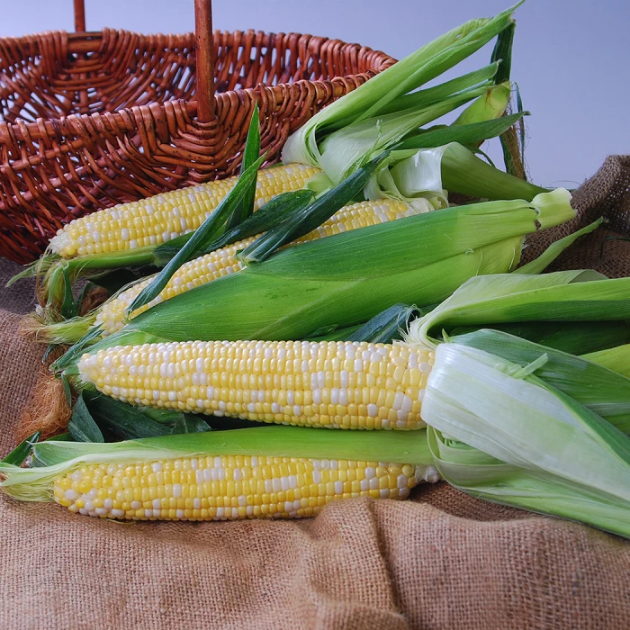 Nectar Bicolor Hybrid Sweet Corn 1 Nectar Bicolor Hybrid Sweet Corn