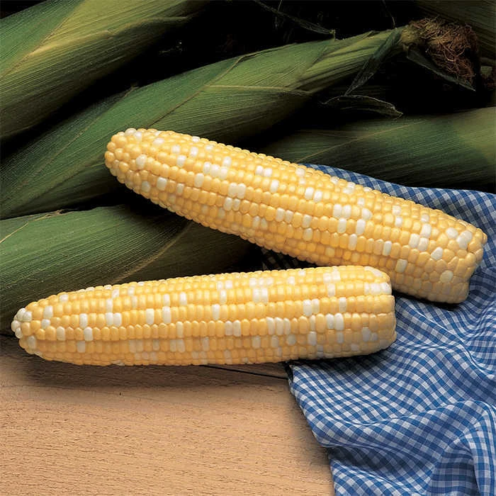 Serendipity Triplesweet® Bicolor Hybrid Sweet Corn 1 Serendipity Triplesweet® Bicolor Hybrid Sweet Corn