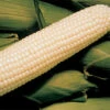 Silver King White Hybrid Sweet Corn