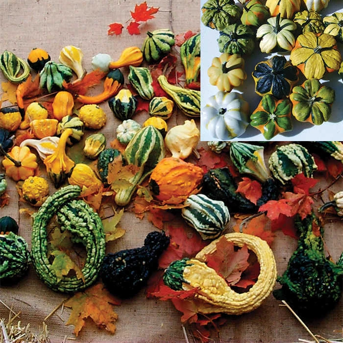 Customer Favorites Gourd Sampler 1 Customer Favorites Gourd Sampler