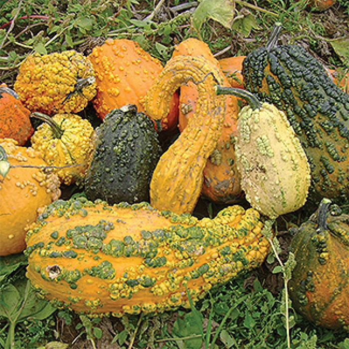 Lunch Lady Gourds 1 Lunch Lady Gourds