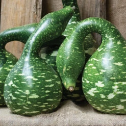 Speckled Swan Gourds