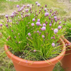 Chives