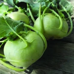 Quickstar Hybrid Kohlrabi