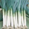 Lancelot Leek