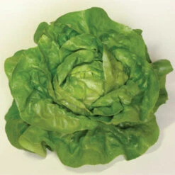 Sylvesta Lettuce
