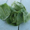 Little Gem Romaine Lettuce