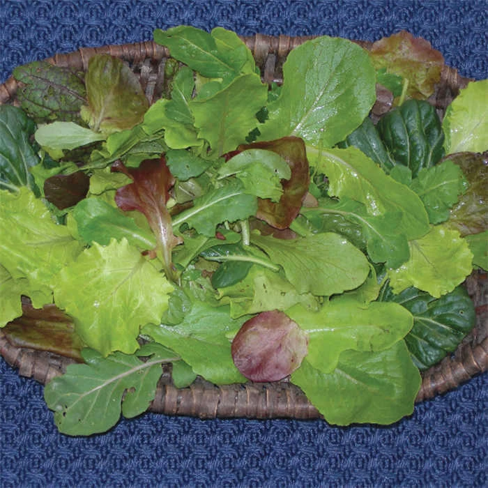 Various Baby Leaf Zesty Mesclun Mix 1 Various Baby Leaf Zesty Mesclun Mix