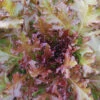 Red Salad Bowl Lettuce