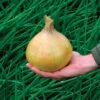 Ailsa Craig Exhibition Onion