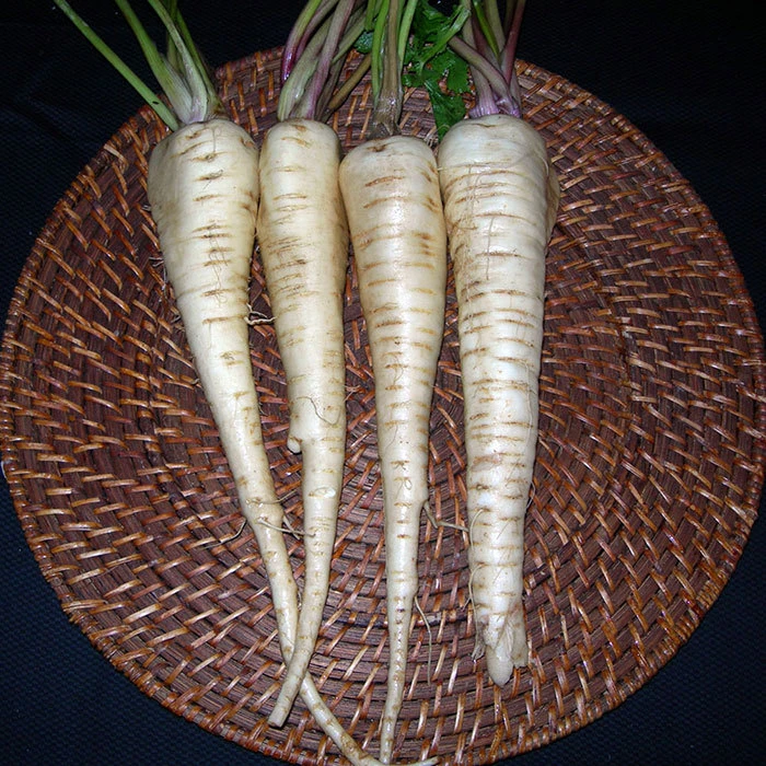 Hollow Crown Parsnip 1 Hollow Crown Parsnip