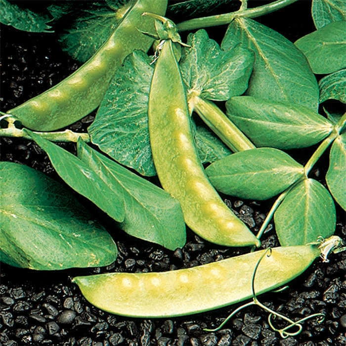 Dwarf Grey Sugar Pea 1 Dwarf Grey Sugar Pea