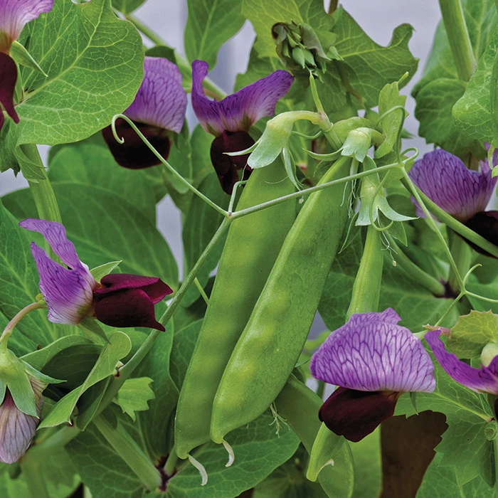 Little Snowpea Purple Hybrid 1 Little Snowpea Purple Hybrid