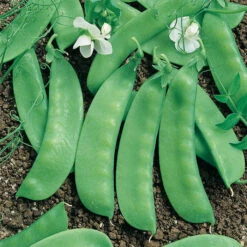 Avalanche Snow Pea