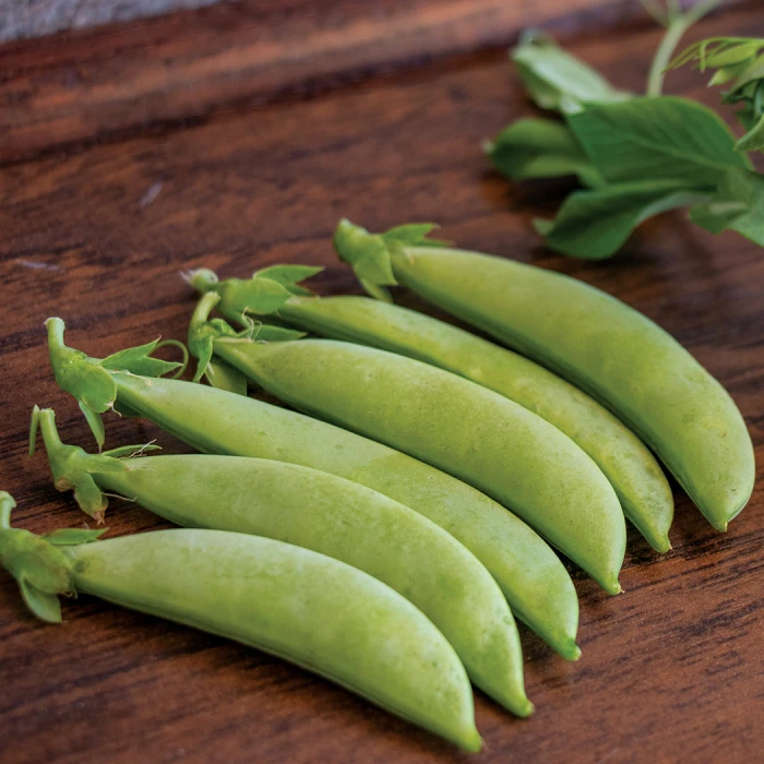 Tender Sweet Snap Pea 1 Tender Sweet Snap Pea
