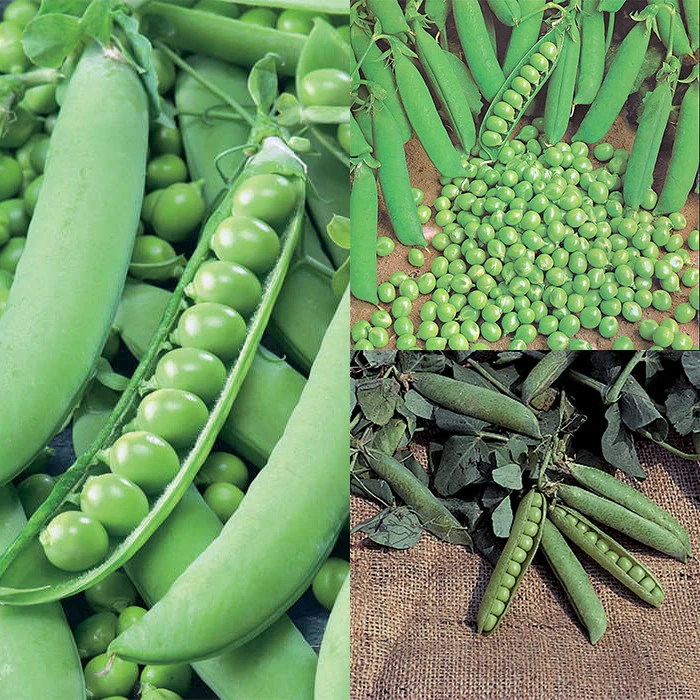 Garden Pea Offer 1 Garden Pea Offer