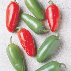 Early Jalapeno Pepper