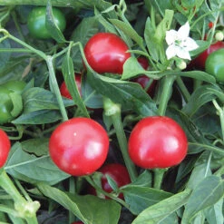 Topik Hybrid Pepper