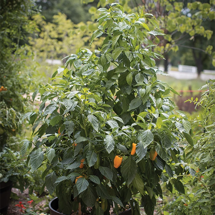 Just Sweet Hybrid Pepper 1 Just Sweet Hybrid Pepper