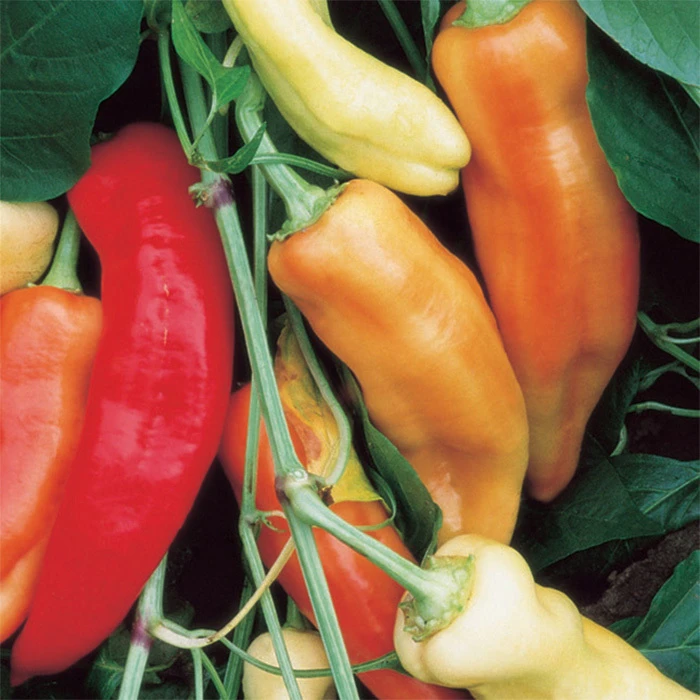 Sweet Banana Pepper 1 Sweet Banana Pepper