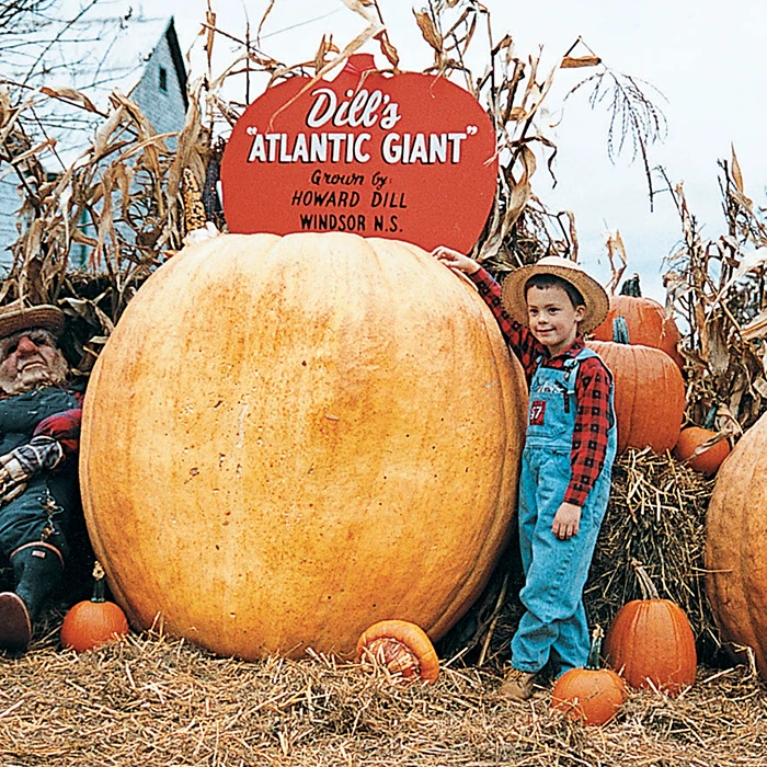 Giant Pumpkin Offer 1 Giant Pumpkin Offer