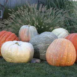 World Of Color Blend Pumpkin